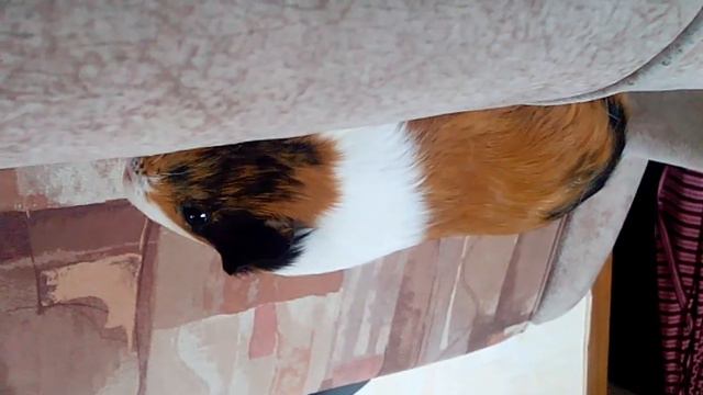 Сами с усами насрали смотреть онлайн