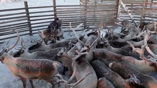 Ямал ,северный олень смотреть онлайн