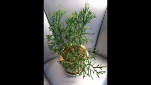 Хатиора:  уход в домашних условиях, пересадка и размножение виды с фото.