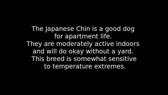 Japanese Chin - small dog breed смотреть онлайн