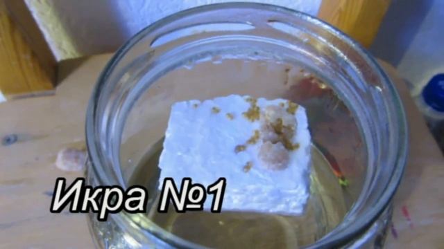 Разведение ампулярий: как сохранить потомство, как снимать икру смотреть онлайн