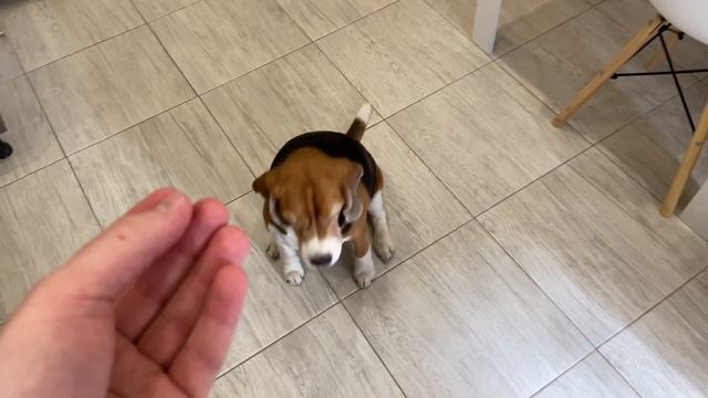 КАК НАУЧИТЬ СОБАКУ ЛЮБОЙ КОМАНДЕ? #дрессировка #воспитание #послушание #как научить собаку смотреть онлайн