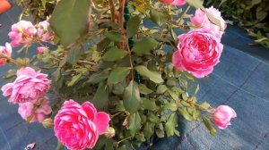 Роза Алан Тичмарш (Alan Titchmarsh) Д.Остин - из питомника Бутримовых