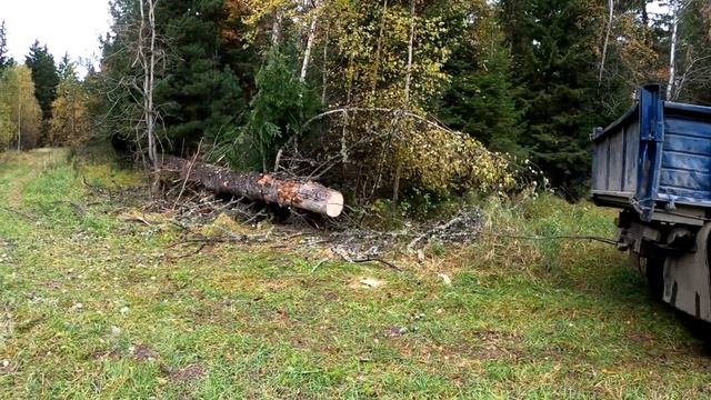 Зил-130 застрял в грязи! Т-40 вытаскивает из глубокой лужи! Поездка за дровами! Трелюю лес на ЗИЛе! смотреть онлайн