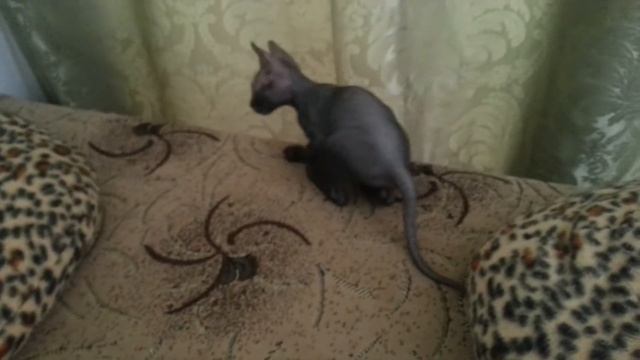 котенок донского сфинкса смотреть онлайн