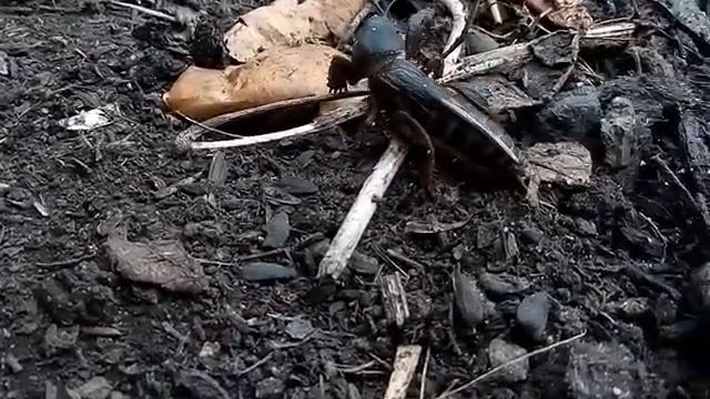 Как избавиться от медведки — выманиваем из гнезда смотреть онлайн