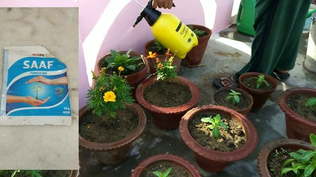 Rudbeckia Flower Complete Guide..