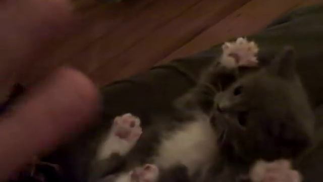 Surprised Kitty (Original) смотреть онлайн