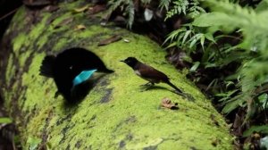 Райские птицы - непревзойдённые танцоры.  HD 1080. «Очевидное - Невероятное».