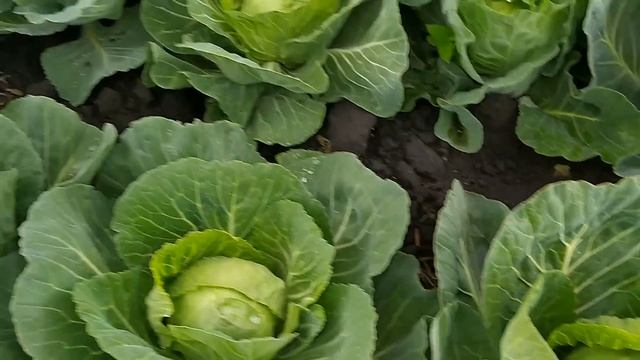 Кукуруза и весь огород после дождей смотреть онлайн