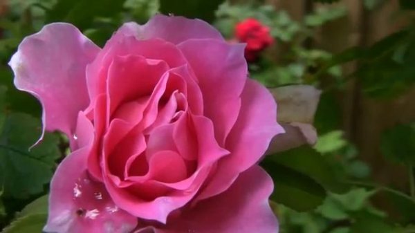 A Martin Frobisher Rose