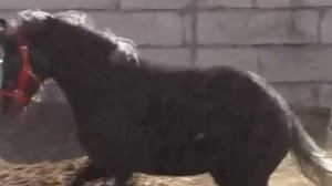 Лошади цыганского барона-2