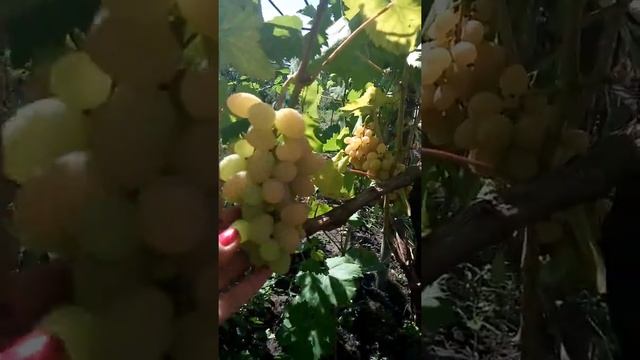 Виноград Плевен устойчивый (Августин). Урожай 2016 года. Видео смотреть онлайн