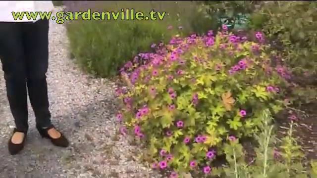 Geranium "Ann Folkard" and Lavander смотреть онлайн