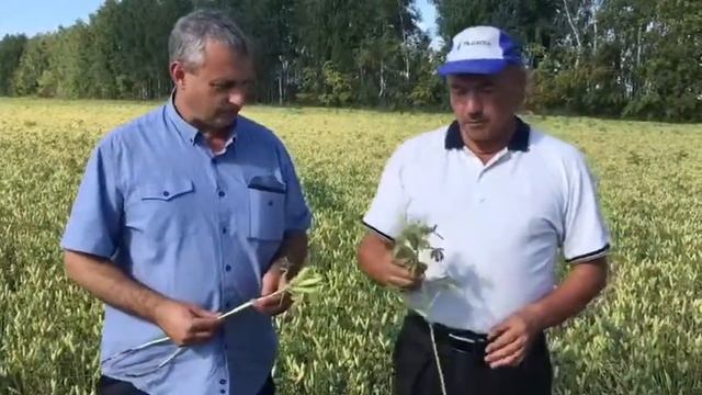 Посевы семенного люпина сорта "ДЕГА" смотреть онлайн