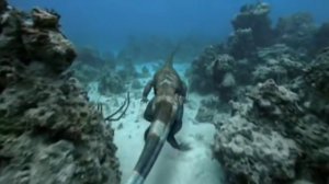 Танистрофей ( Прогулки с морскими чудовищами )