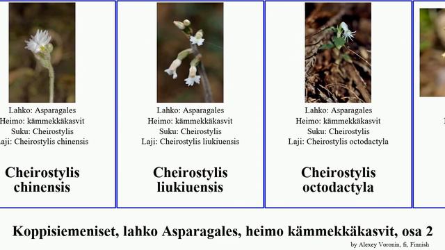Koppisiemeniset, Lahko Asparagales, Heimo Kämmekkäkasvit, Osa 2 Caladenia Coelogyne Cattleya