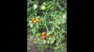 томат Акварель