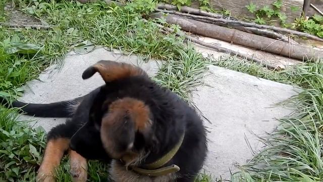 щенок немецкой овчарки 1,5 месяца Нора. Ушки встают смотреть онлайн