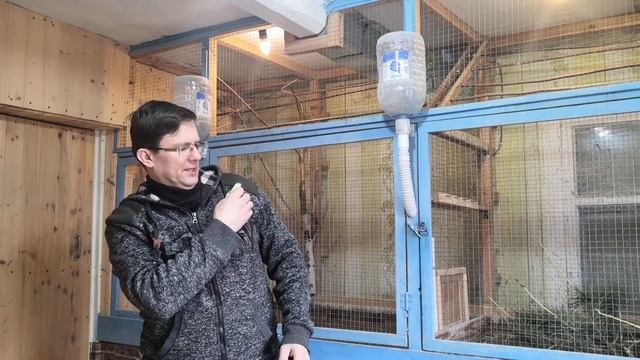 Волнистые попугаи.Что стало с бескрылыми попугаями. смотреть онлайн