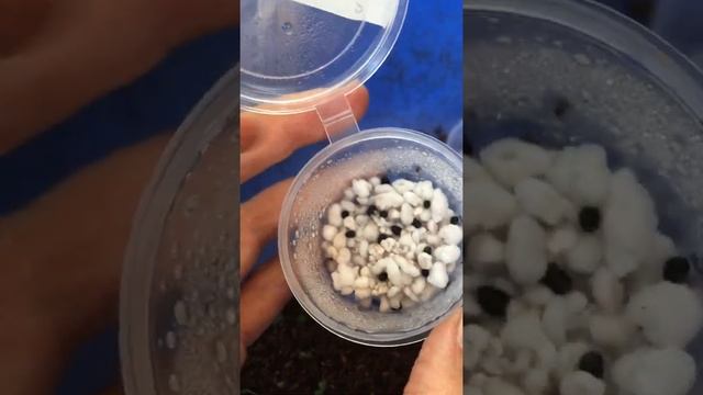 Выращивание абутилонов из семян смотреть онлайн