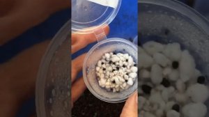 Выращивание абутилонов из семян