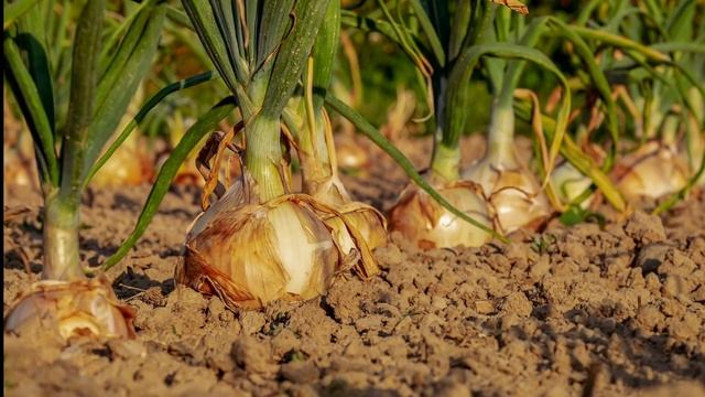 Репчатый лук: польза и вред для здоровья смотреть онлайн