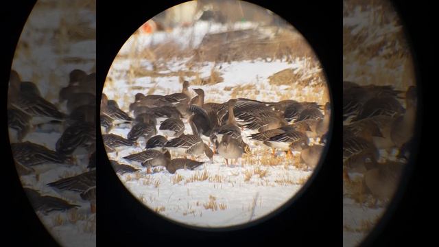 큰기러기, 쇠기러기 Bean Goose, White-fronted Goose (With Svbony SV41 Spotting Scope)