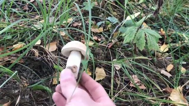 Сентябрь 2019! Засуха! Грибы растут полянами! Грибной комарик прямо под шляпкой смотреть онлайн