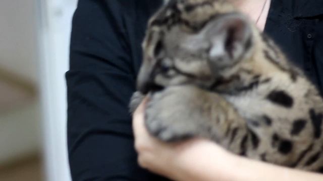 Пума, котенок, 2 месяца, г. Самара смотреть онлайн