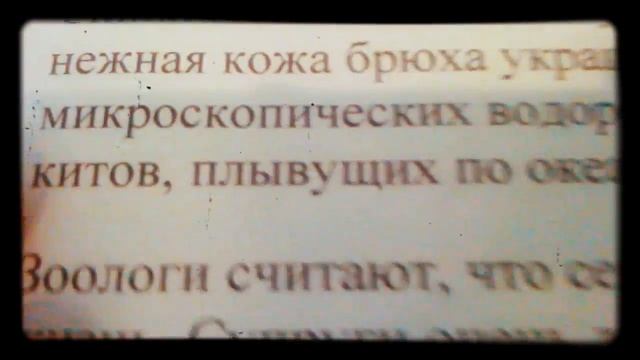 Где питается киты смотреть онлайн