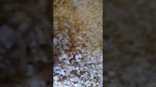 щепорез щепа для копчения