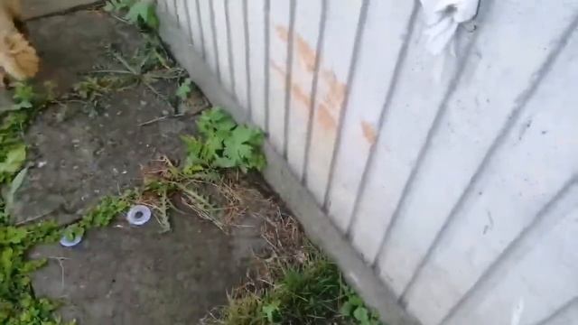 ВЛОГ Дача?||?Шашлыки?||?Прибилась собака к дому, новый петомец?? смотреть онлайн