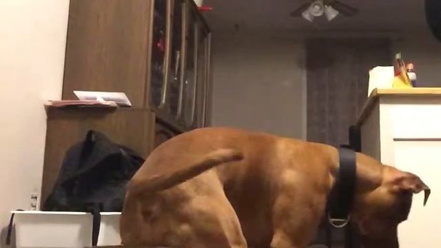 "Hide in a box!" dog tricks with Zeus смотреть онлайн