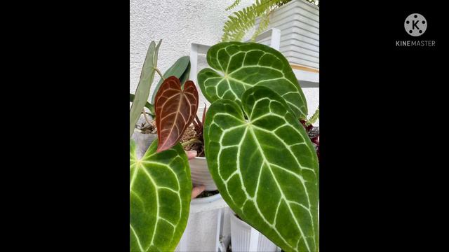 Anthurium Crystallinum Dark Form смотреть онлайн