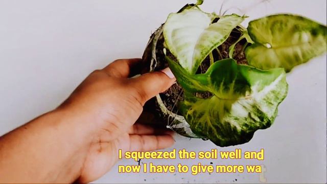 Syngonium plants care|hanging basket plant|syngonium or arrowhead plant indoors|Plants Kingdom| смотреть онлайн