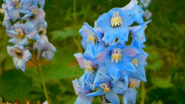 Медитация очищение разума/Cleansing the Mind Meditation смотреть онлайн