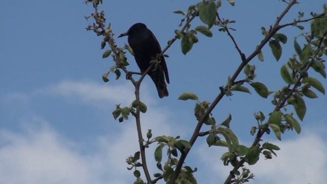 - Скворцы смотреть онлайн