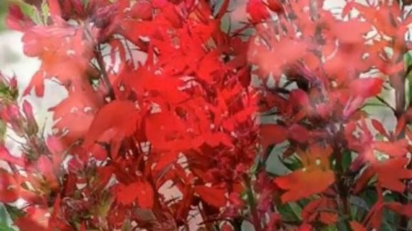 Red Cardinal Flower and Cardinals
