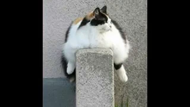 Ты  мой котёнок.