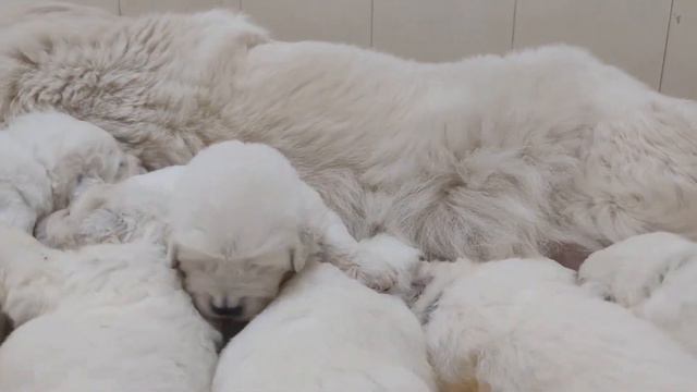 А мы уже играем, нам 16 дней. смотреть онлайн
