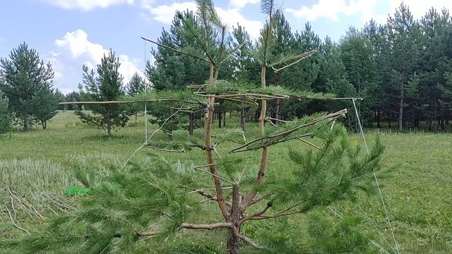 Ниваки из сосны обыкновенной  Претендент  Два дня каркасов и лигатур  Смотреть после дней теории