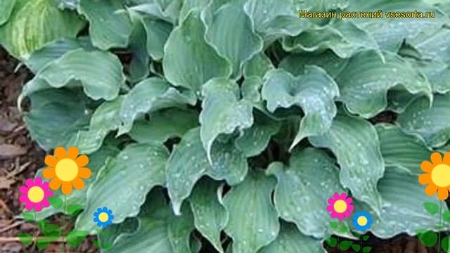 Хоста гибридная Рестлесс Сиа. Краткий обзор, описание характеристик hosta hybridum Restless Sea смотреть онлайн