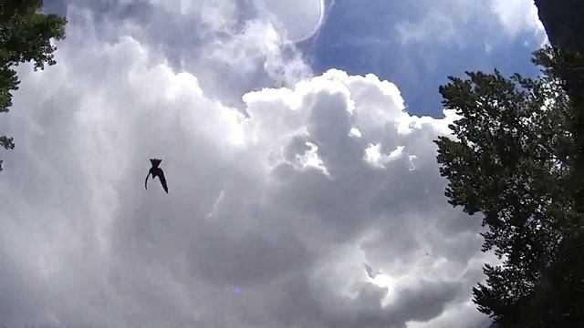 Как мы кормили коршунов мясом смотреть онлайн