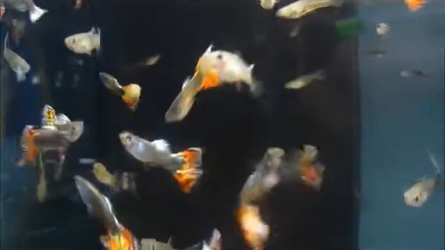 Triangel Moskau Nelke смотреть онлайн