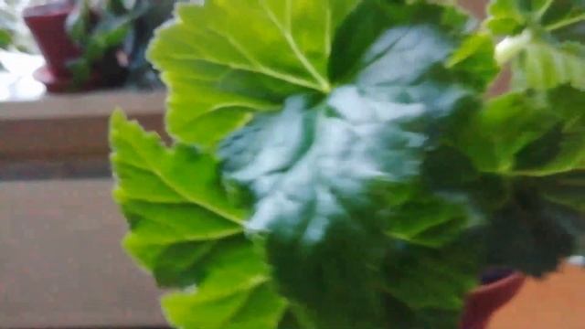 Клубневая бегония. Хранение, проращивание и посадка клубней бегонии. смотреть онлайн