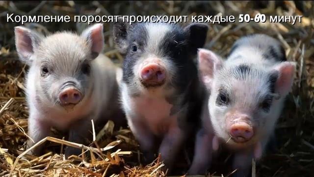 СЕМЕЙСТВО СВИНЬИ, СЕМЕЙСТВО ПЕКАРИЕВЫЕ смотреть онлайн