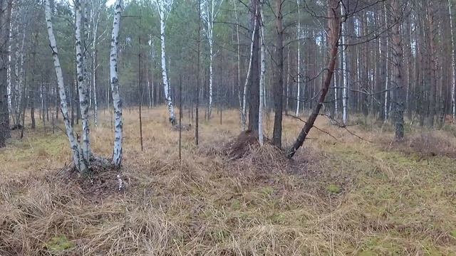 Поход выходного дня... Лес, болота, бурелом, дикие животные...Ищем до военное поселение... смотреть онлайн