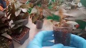 Черенки бегонии беллеконии  зацветают, делаю перевалку.