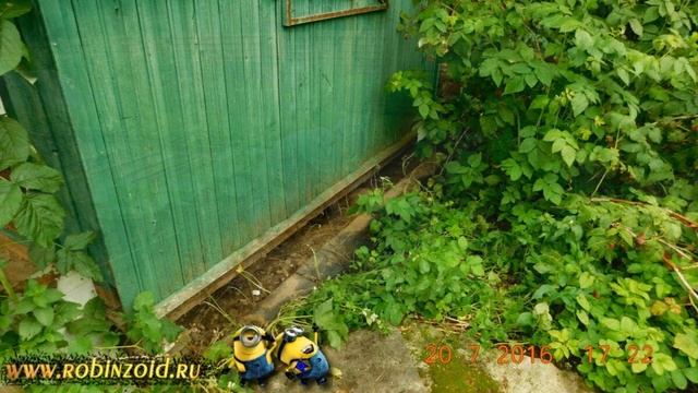 штопка крыши перед сбором смородины